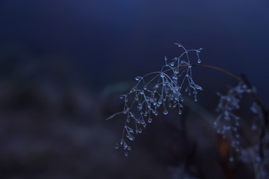 Photo of Plant with water drops at dawn, closeup. Space for text