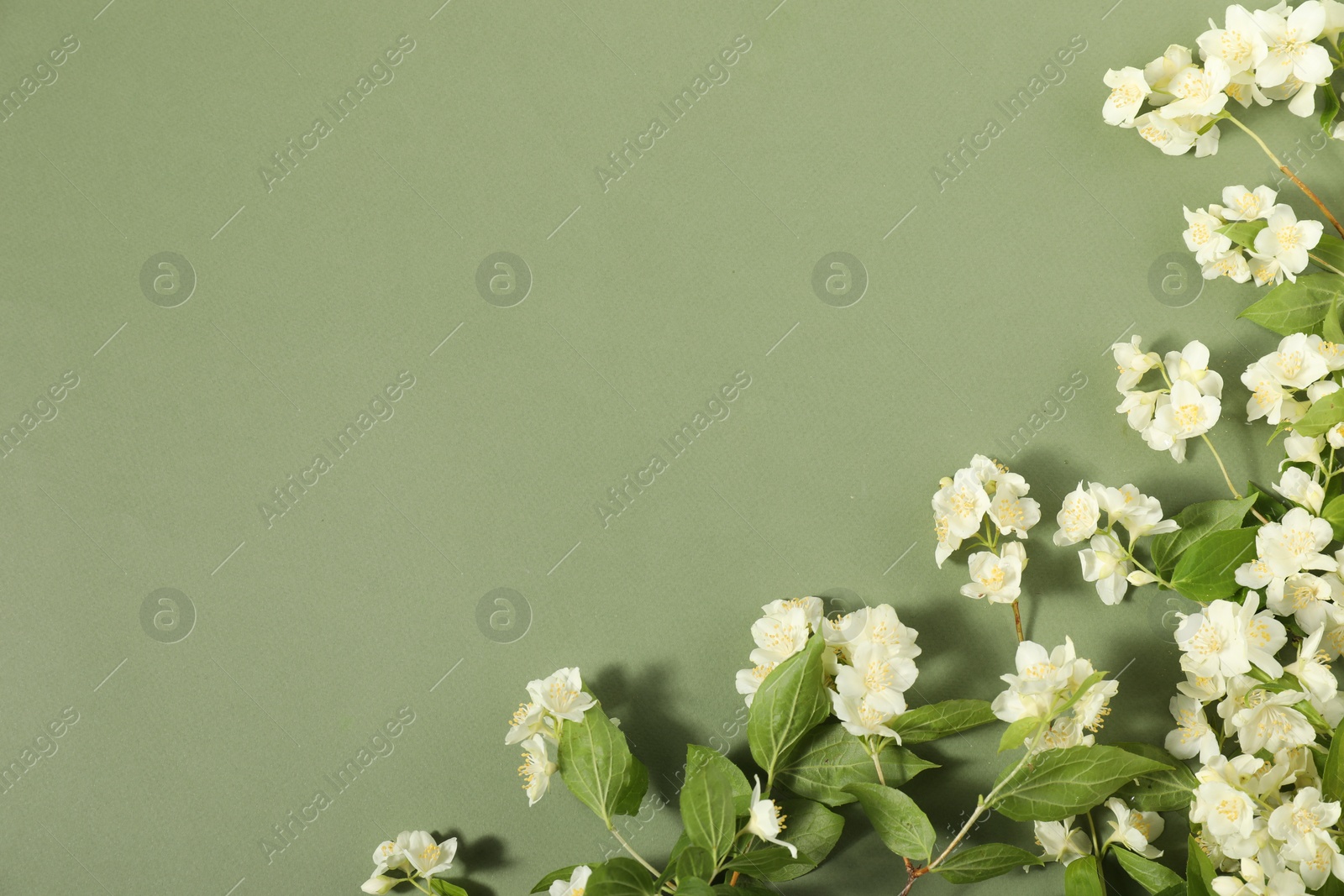 Photo of Beautiful jasmine flowers and leaves on pale green background, flat lay. Space for text