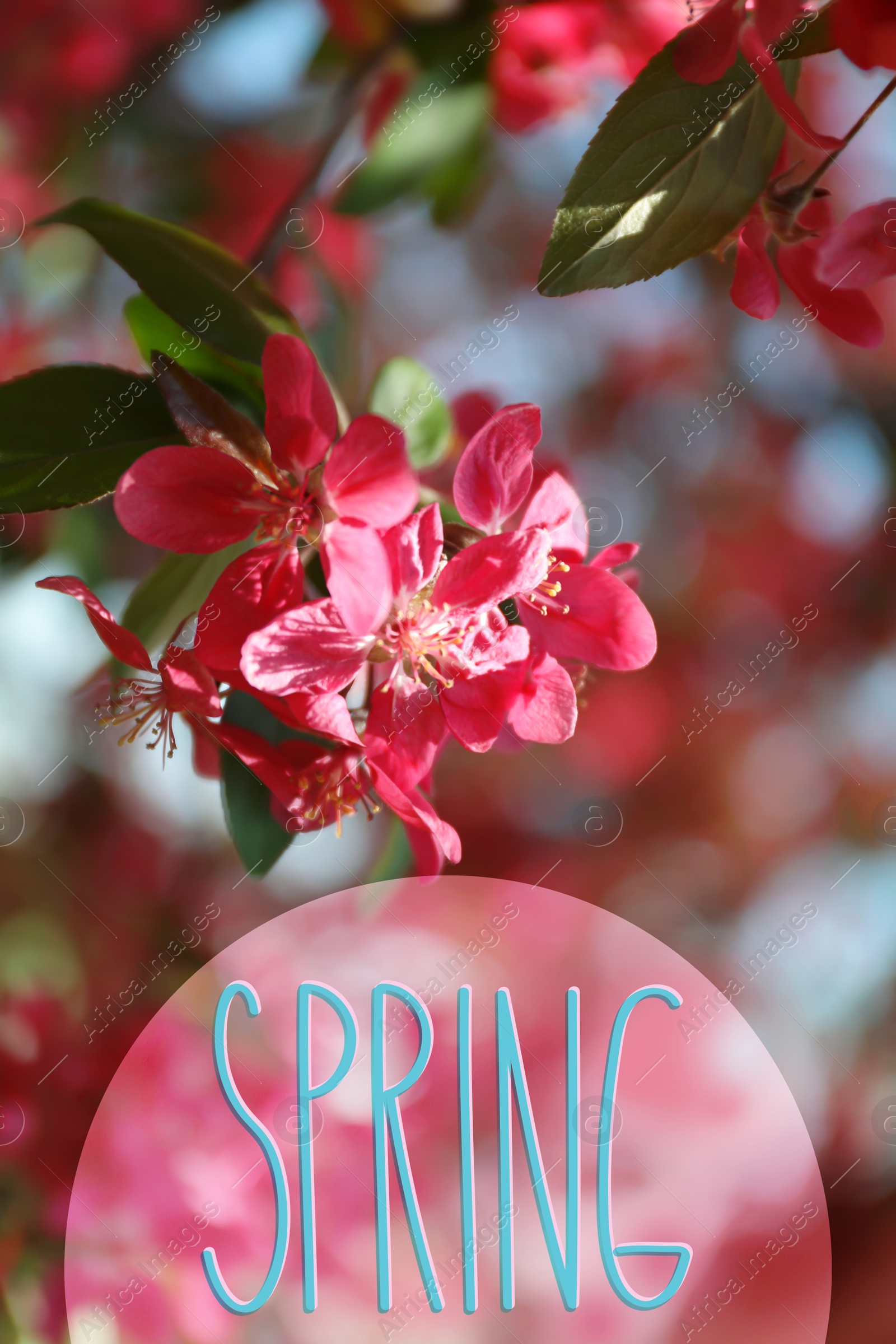 Image of Beautiful blossoming tree with pink flowers, closeup. Hello spring