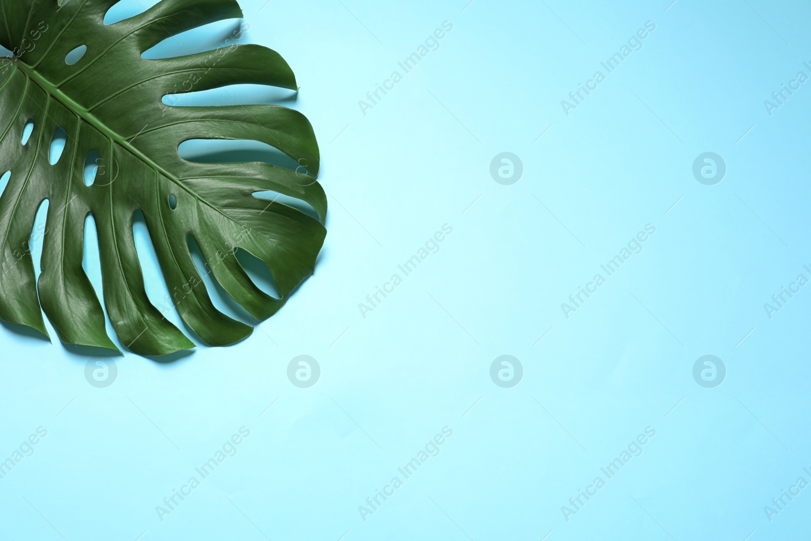 Photo of Green fresh monstera leaf on color background, top view with space for text. Tropical plant