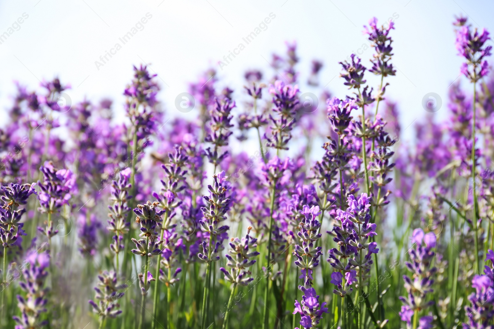 Photo of Beautiful blooming lavender field on summer day, closeup