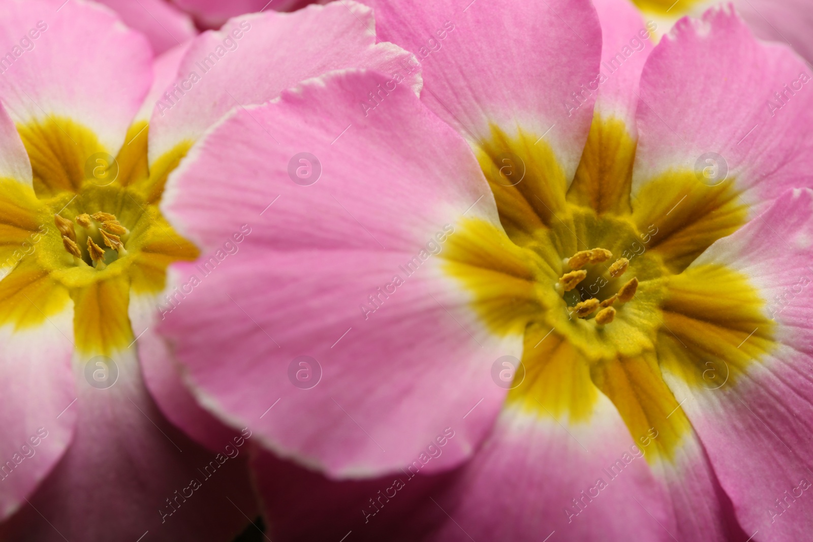 Photo of Beautiful primula (primrose) plant with pink flowers as background, closeup. Spring blossom