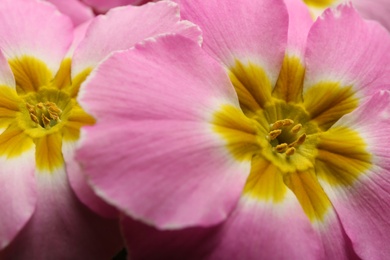 Beautiful primula (primrose) plant with pink flowers as background, closeup. Spring blossom