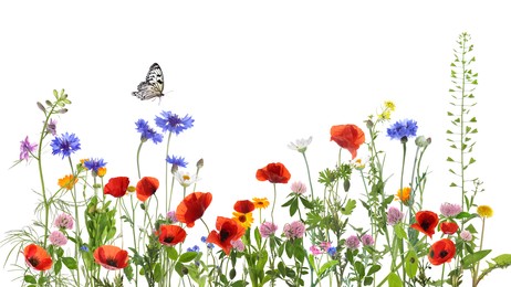 Image of Colorful meadow flowers and butterfly on white background, banner design