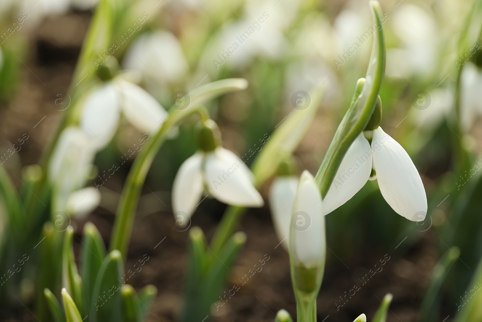 Photo of Beautiful snowdrop outdoors, closeup with space for text. Early spring flower