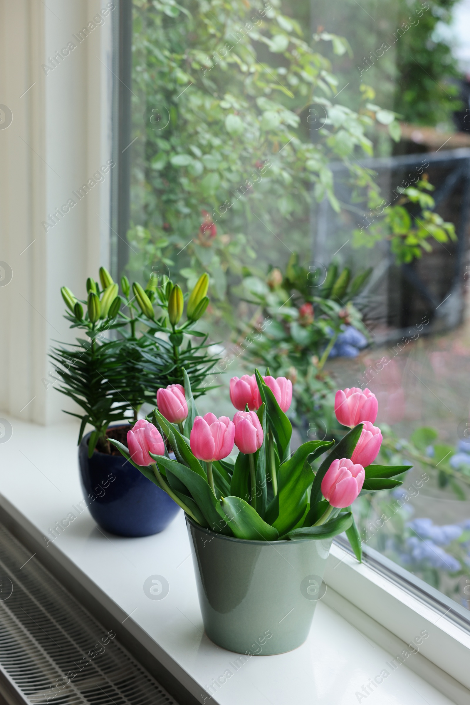 Photo of Beautiful bouquet with pink tulips and potted lily on white window sill indoors