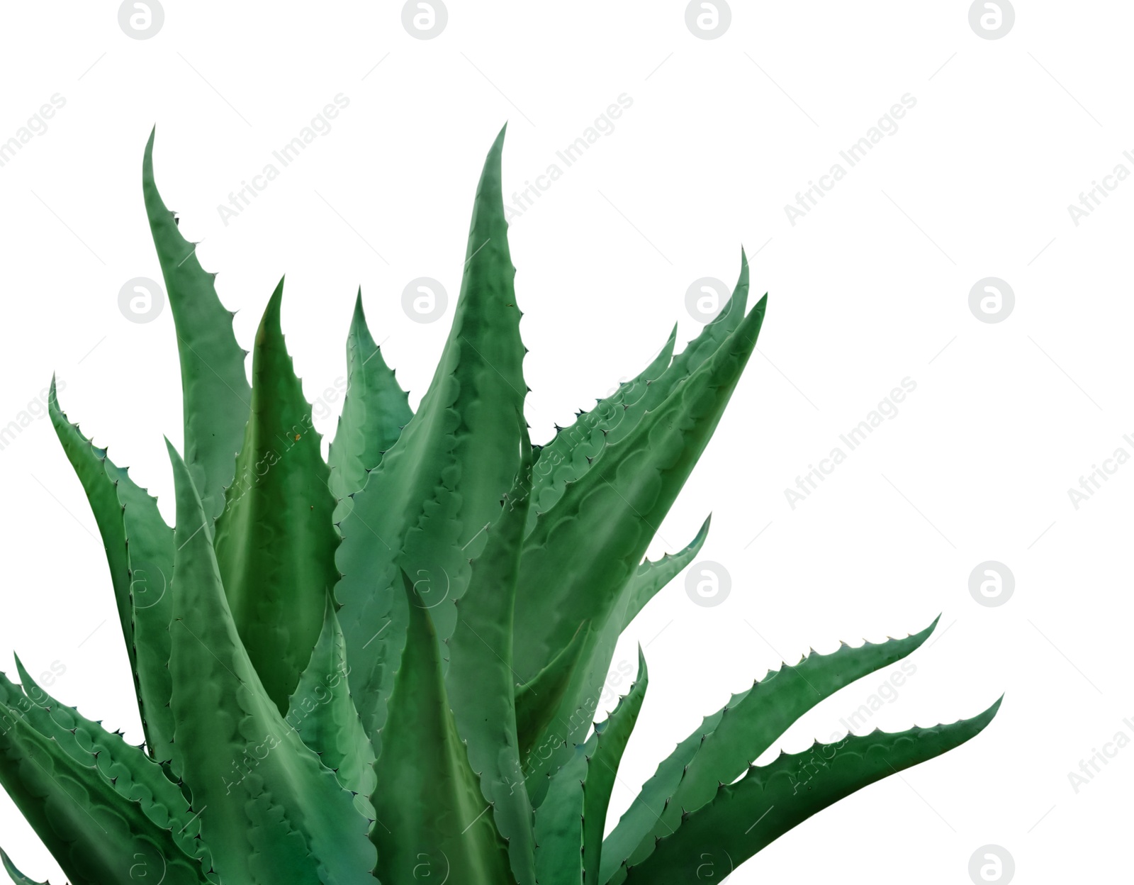 Image of Beautiful green agave plant on white background