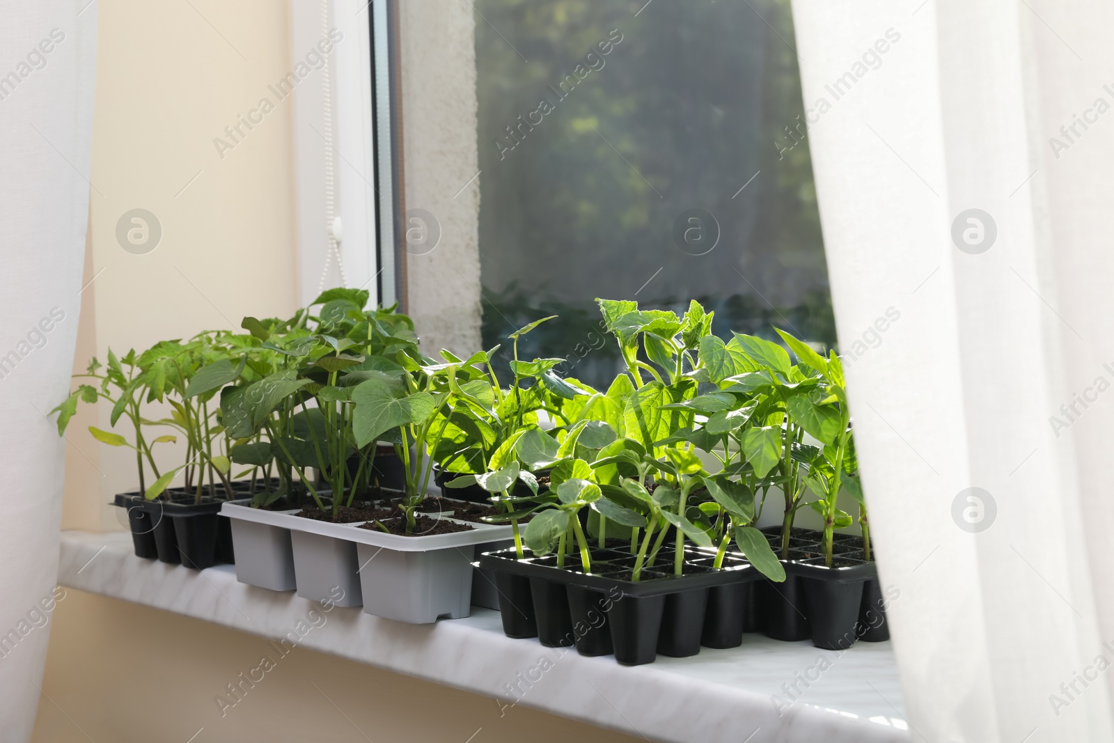 Photo of Seedlings growing in plastic containers with soil on windowsill indoors