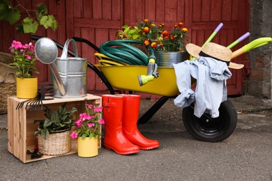 Beautiful plants and different gardening tools outdoors