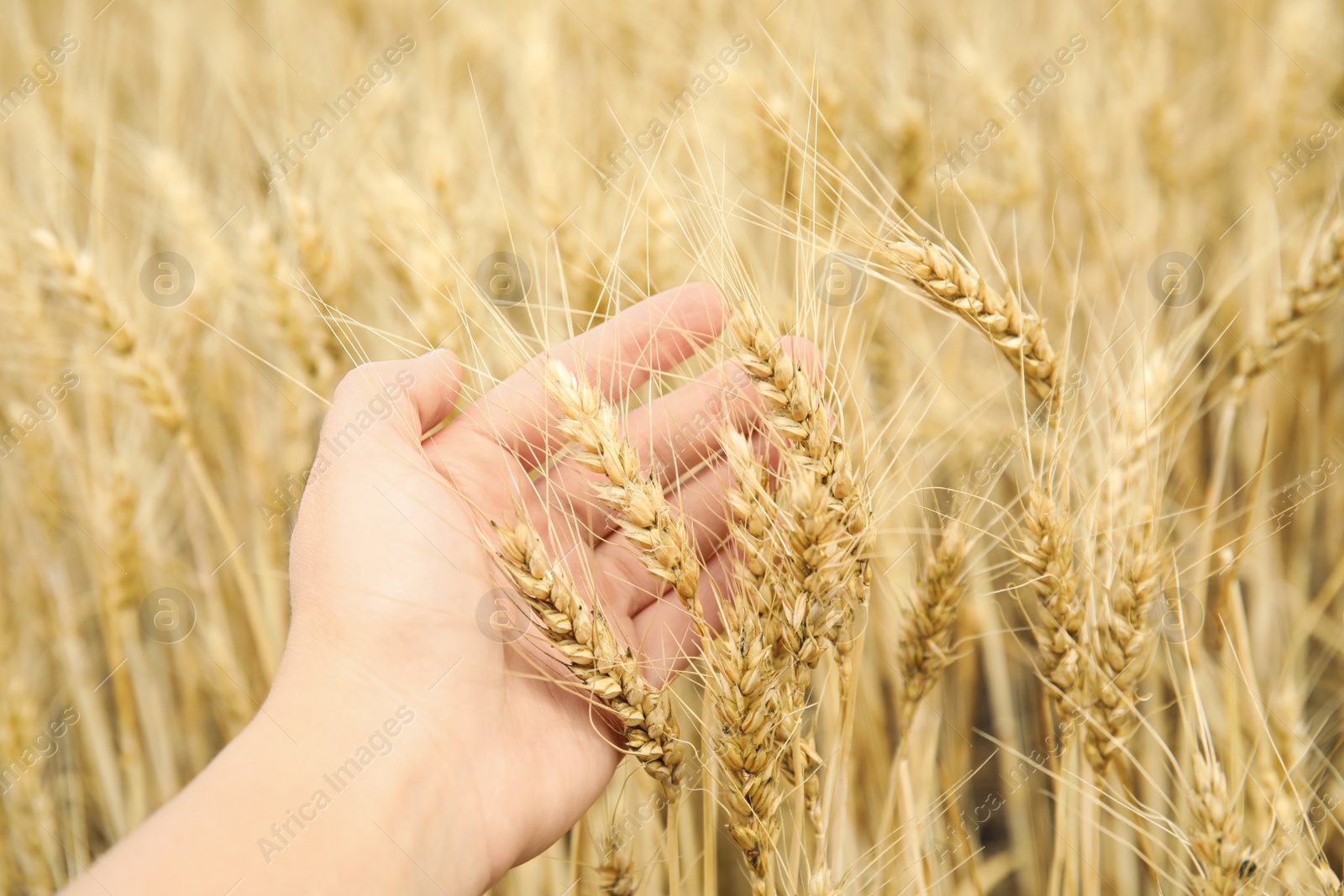 Photo of Agronomist in grain field, closeup. Cereal farming