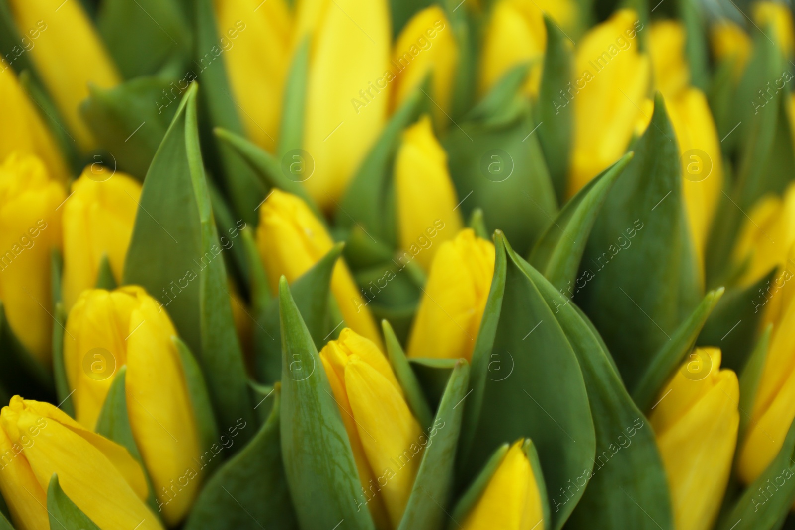 Photo of Beautiful bouquet of tulip flowers as background, closeup