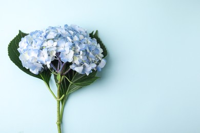 Beautiful hydrangea flower on light blue background, top view. Space for text