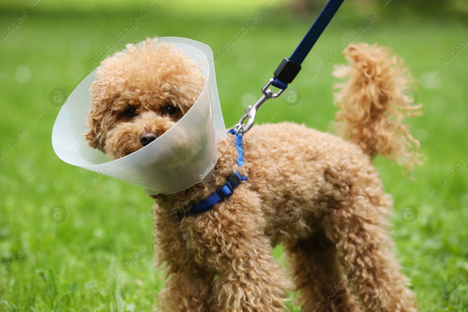 Photo of Cute Maltipoo dog wearing Elizabethan collar outdoors