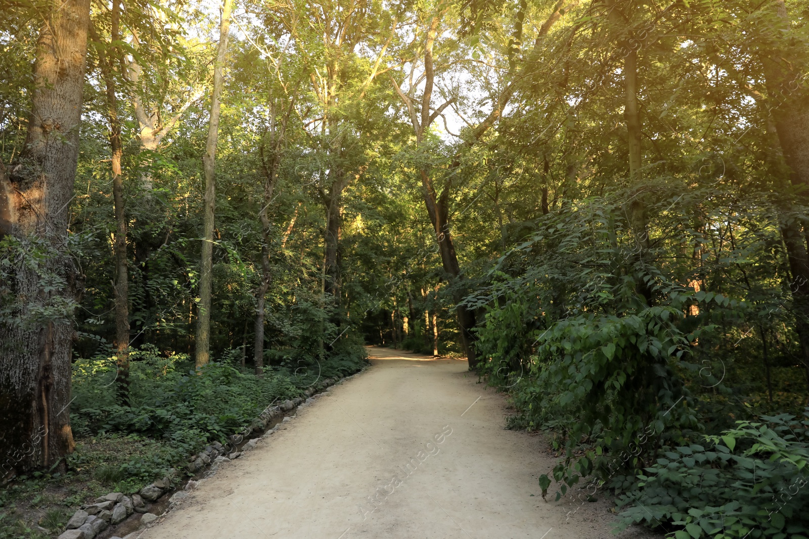 Photo of Pathway in park with green trees on sunny day