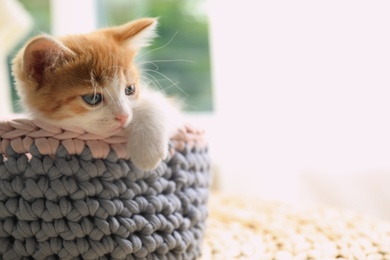 Photo of Cute little red kitten in knitted basket at home