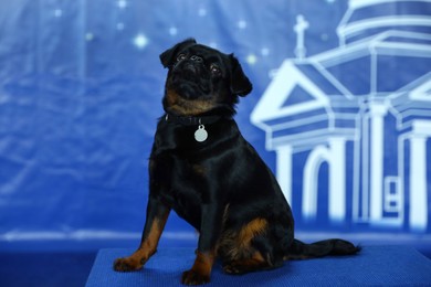 Image of Adorable black Petit Brabancon dog sitting on blurred blue background