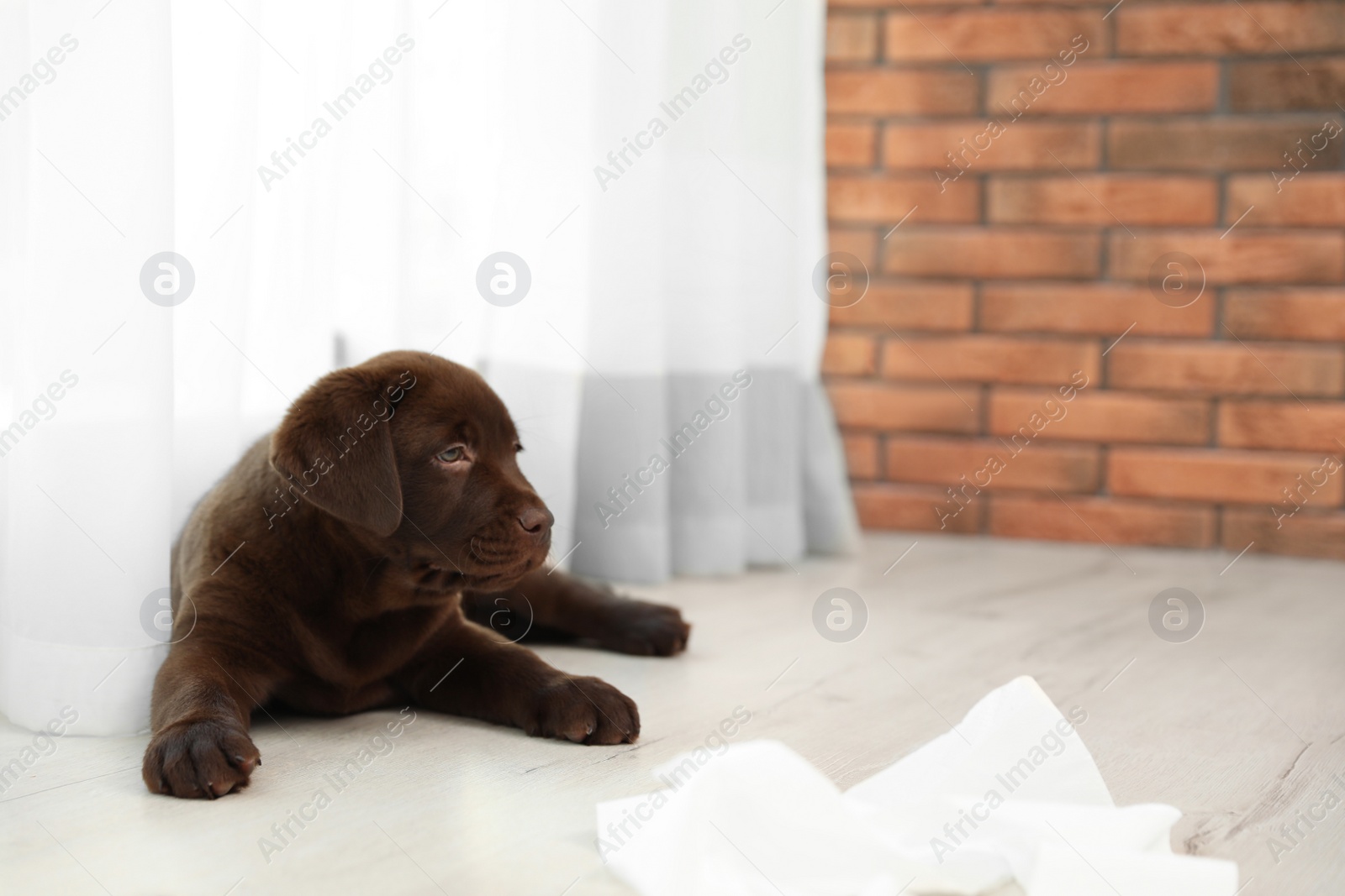 Photo of Chocolate Labrador Retriever puppy near window indoors
