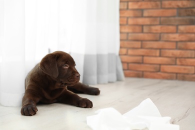 Chocolate Labrador Retriever puppy near window indoors