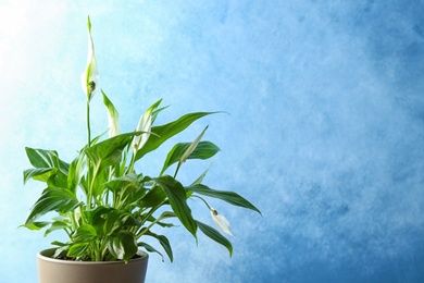 Pot with peace lily on color background. Space for text