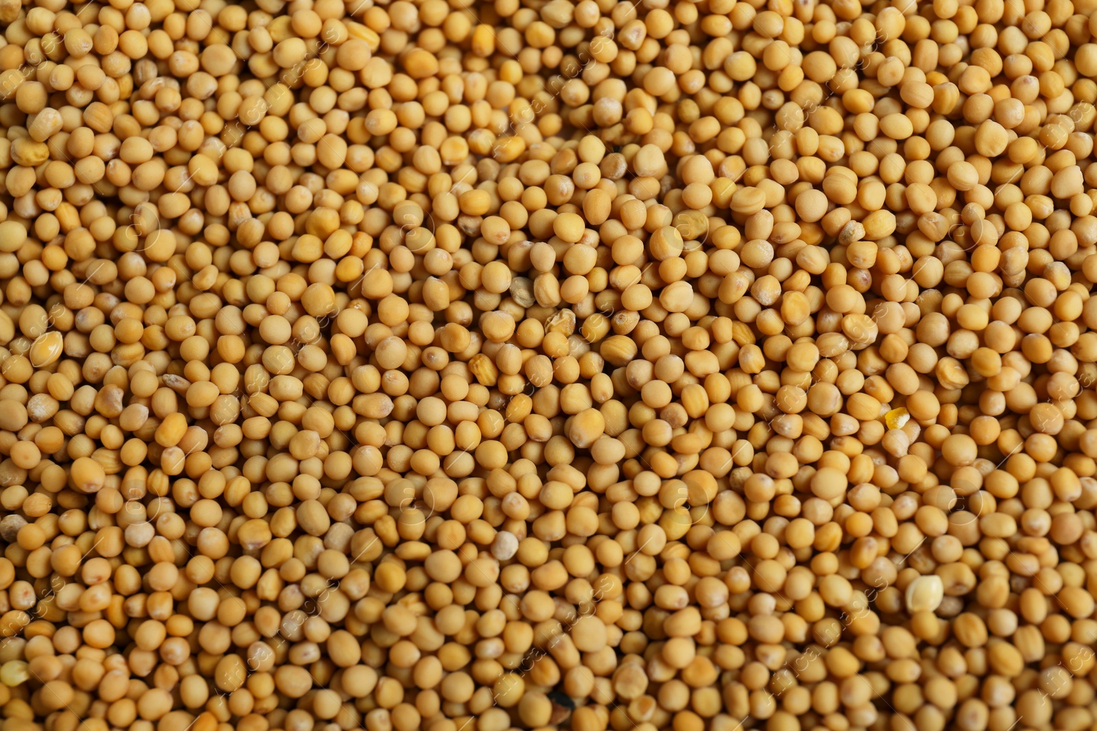 Photo of Aromatic mustard seeds as background, top view