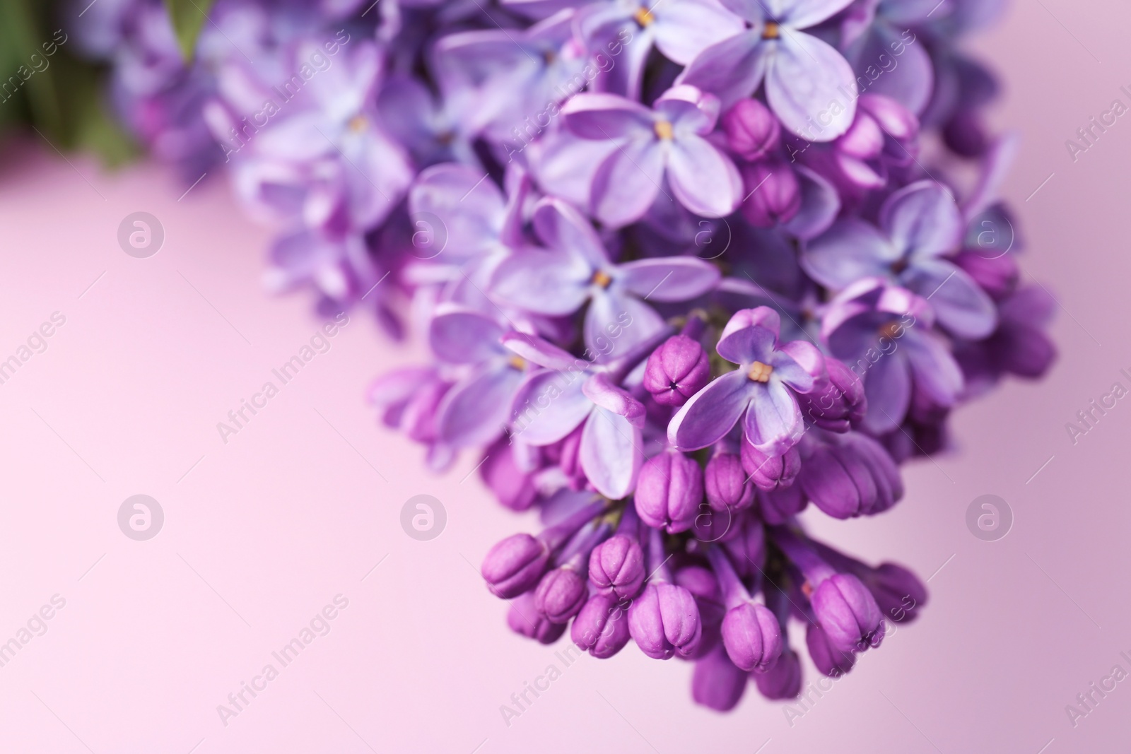 Photo of Beautiful blossoming lilac on color background. Spring flowers