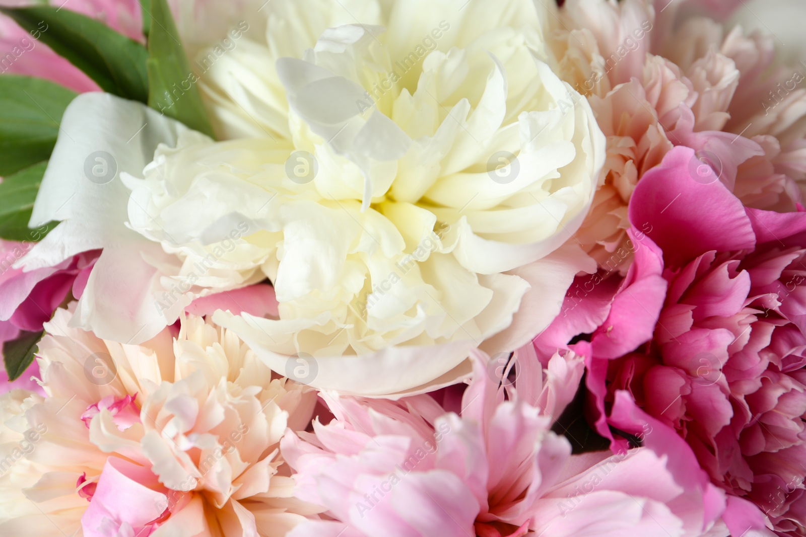 Photo of Closeup view of beautiful fragrant peony flowers