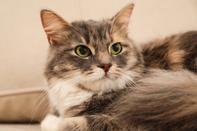 Cute fluffy cat at home, closeup. Domestic pet