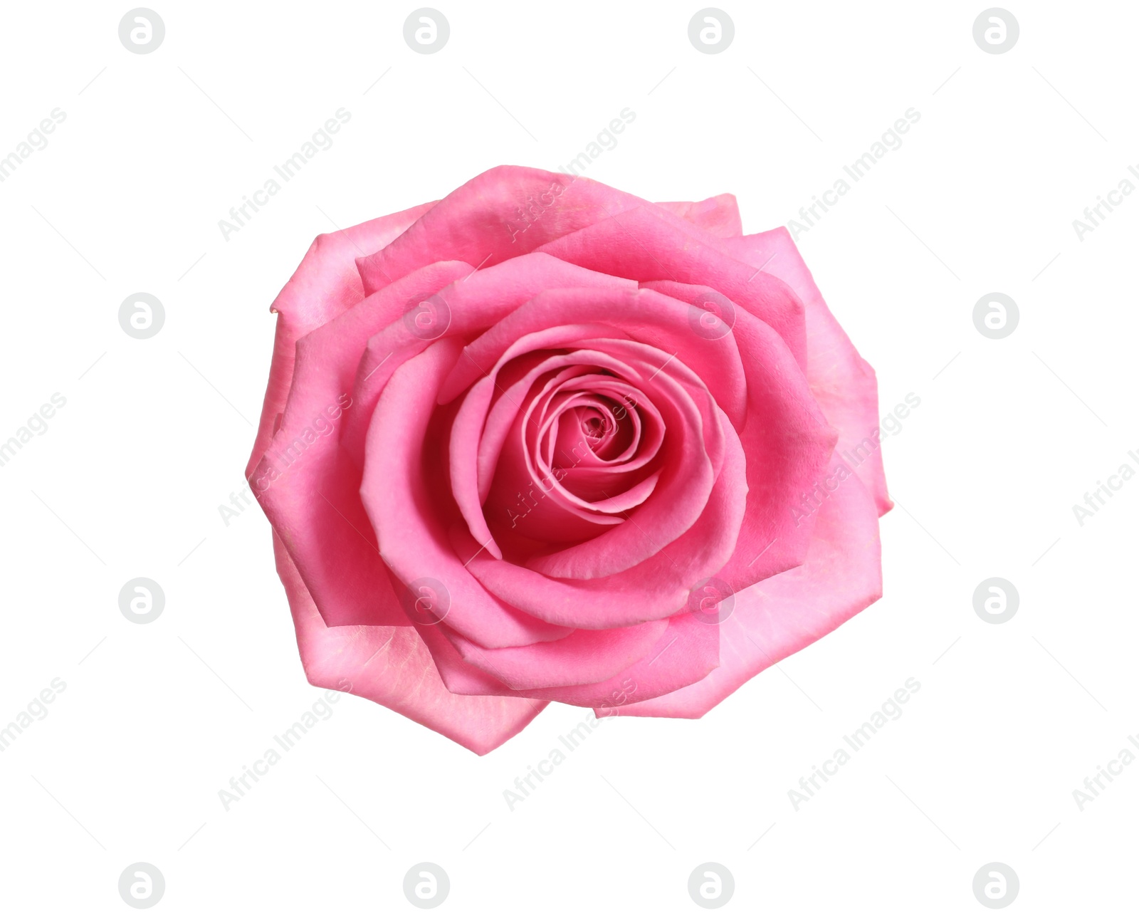 Photo of Beautiful blooming pink rose on white background, top view