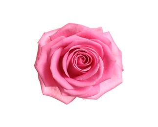 Photo of Beautiful blooming pink rose on white background, top view