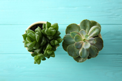 Photo of Different echeverias on light blue wooden table, flat lay. Beautiful succulent plants