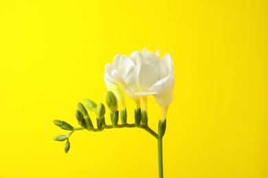 Photo of Beautiful freesia with fragrant flowers on color background