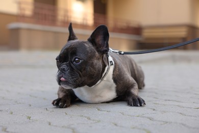 French Bulldog lying on pavement outdoors. Cute pet on walk