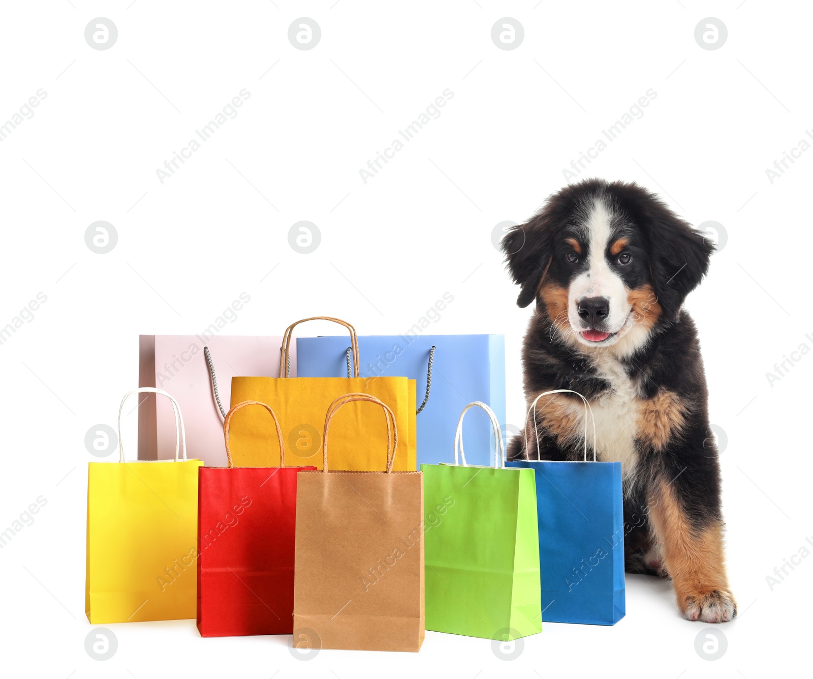 Image of Adorable Bernese Mountain Dog puppy and colorful paper shopping bags on white background