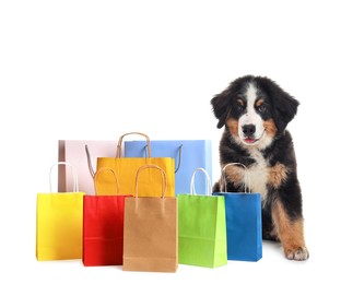 Image of Adorable Bernese Mountain Dog puppy and colorful paper shopping bags on white background