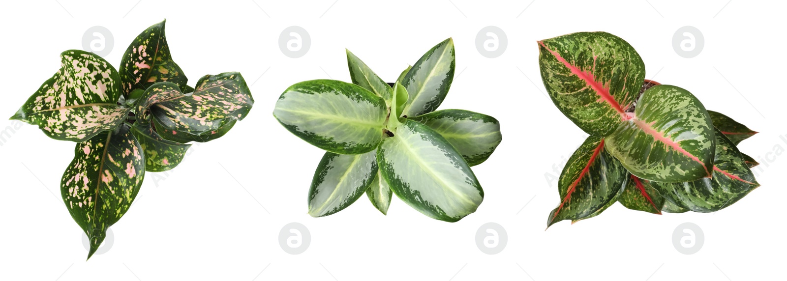 Image of Set of Aglaonema plants for house on white background, top view. Banner design 