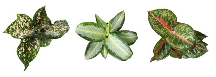 Image of Set of Aglaonema plants for house on white background, top view. Banner design 