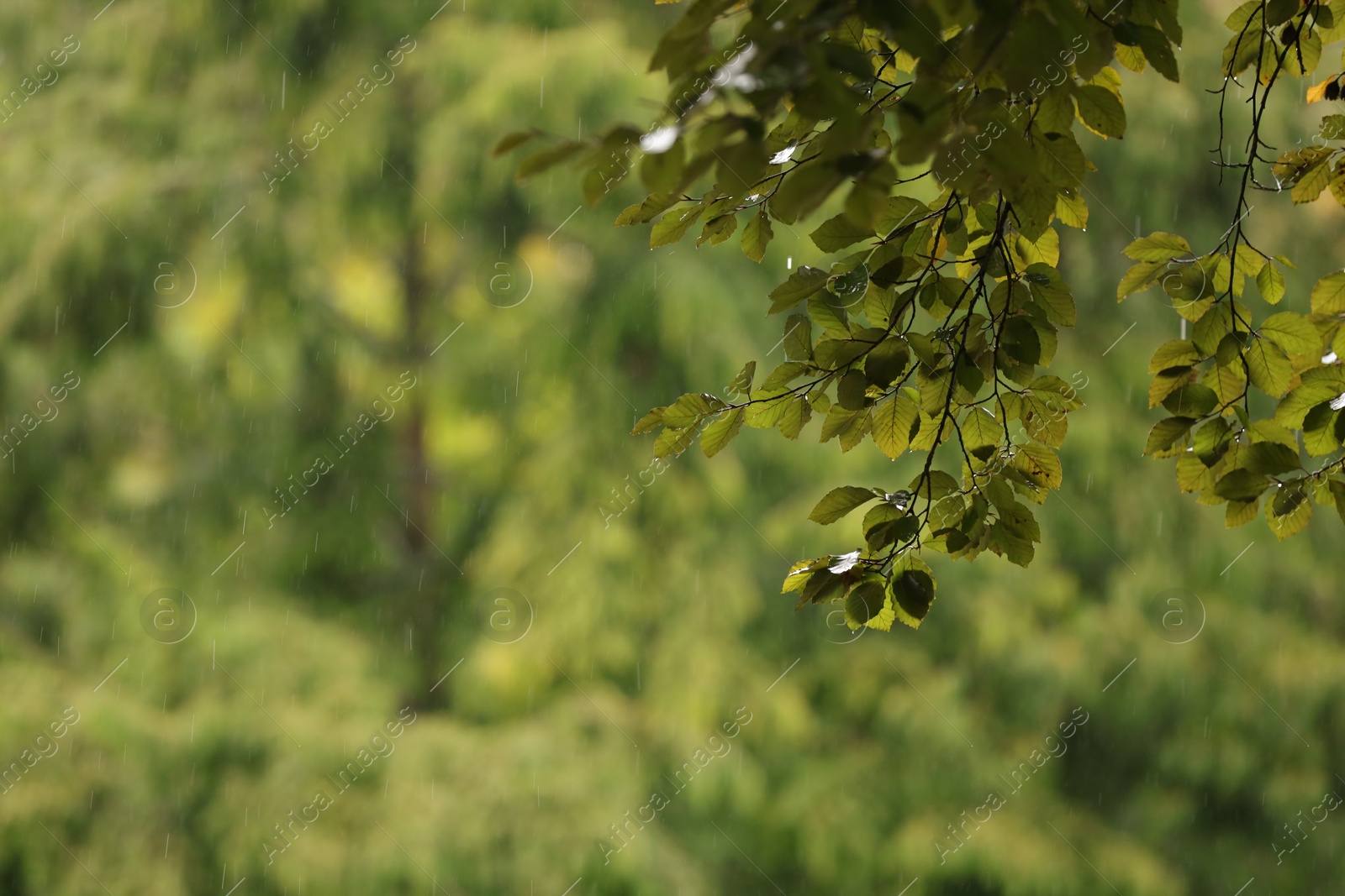 Photo of Blurred view of trees in park on rainy day