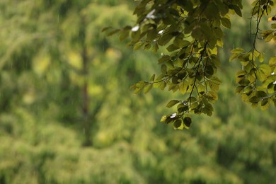 Blurred view of trees in park on rainy day