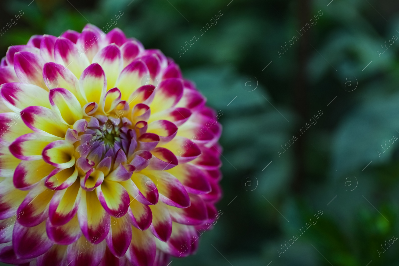 Photo of Beautiful blooming dahlia flower in green garden, closeup. Space for text