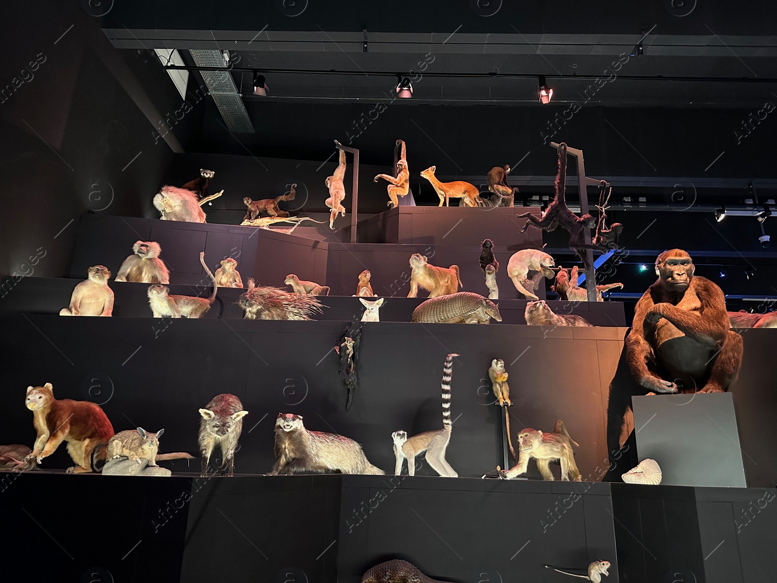 Photo of Leiden, Netherlands - November 19, 2022: Museum exhibition with different stuffed animals. Environmental education