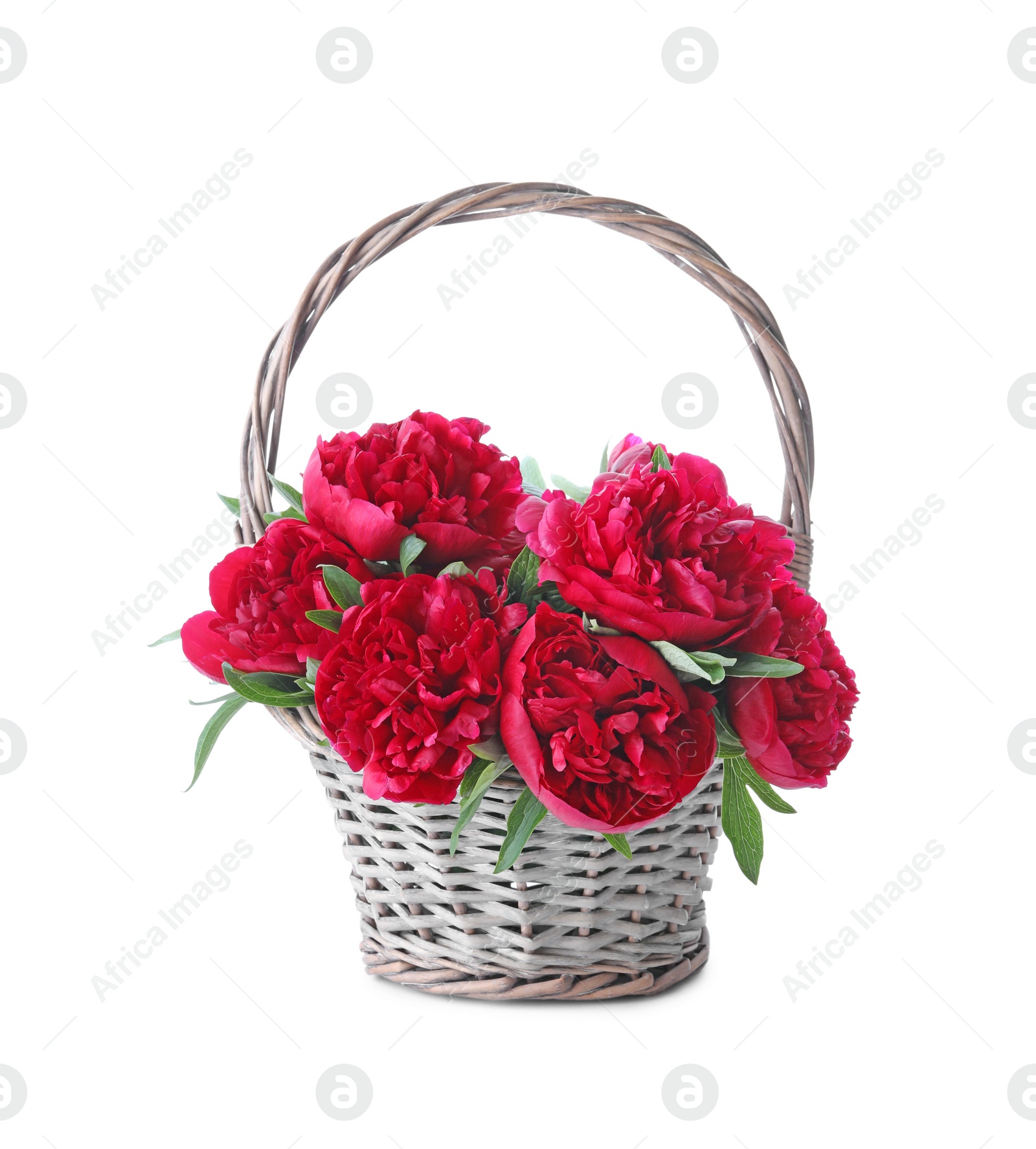 Photo of Bouquet of beautiful red peonies in wicker basket isolated on white