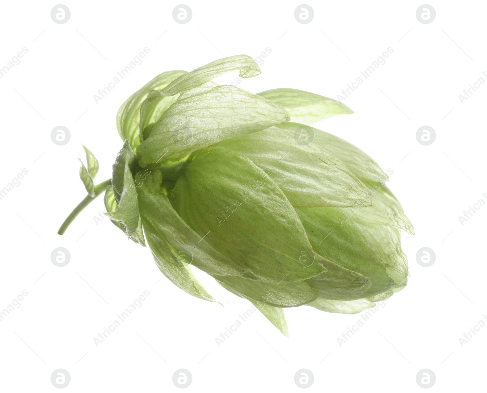 Photo of Fresh green hop flower isolated on white