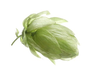 Photo of Fresh green hop flower isolated on white