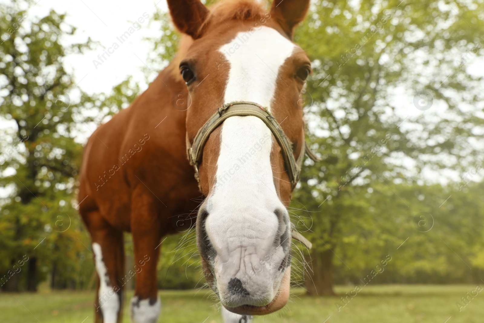 Photo of Horse with bridle in park on autumn day