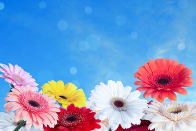 Many colorful gerbera flowers under blue sky on sunny day