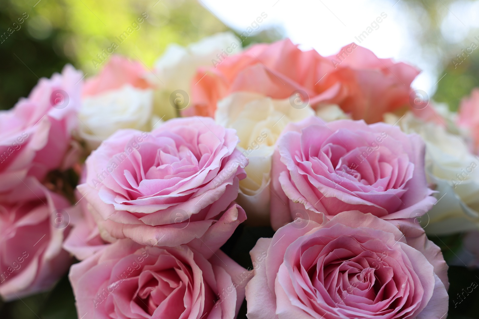 Photo of Beautiful bouquet of aromatic roses outdoors, closeup