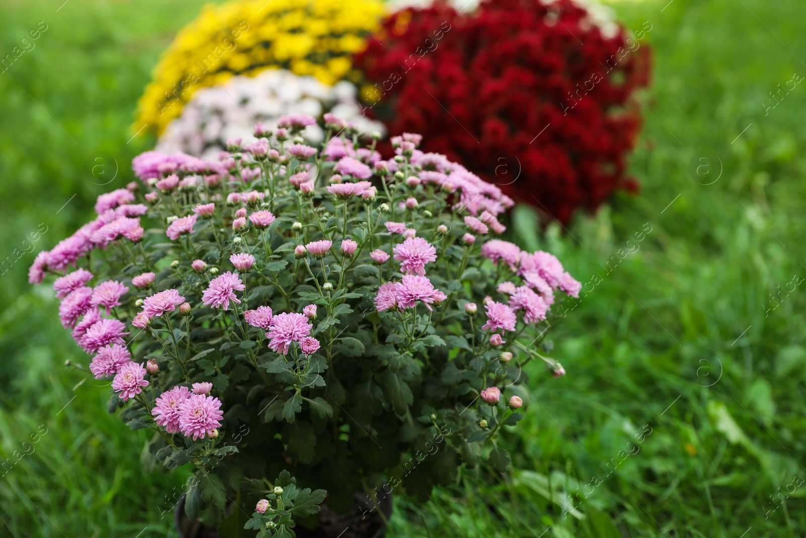 Photo of Beautiful blooming Chrysanthemum bushes outdoors. Autumn flowers