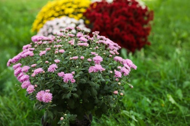 Photo of Beautiful blooming Chrysanthemum bushes outdoors. Autumn flowers