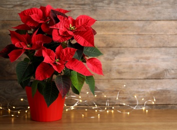 Photo of Poinsettia (traditional Christmas flower) and string lights on wooden table. Space for text