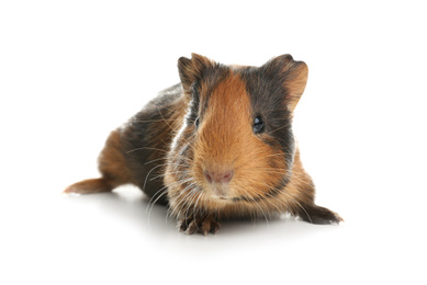 Photo of Cute funny guinea pig on white background